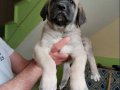Orijinal Safkan Kangal Yavruları 
