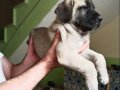 Orijinal Safkan Kangal Yavruları 