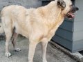 Orijinal Safkan Kangal Yavruları 