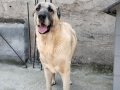 Orijinal Safkan Kangal Yavruları 