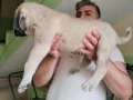 Orijinal Safkan Kangal Yavruları Çip Kimlik Takıldı 