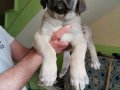 Orijinal Safkan Kangal Yavruları Çip Kimlik Takıldı 
