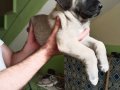 Orijinal Safkan Kangal Yavruları Çip Kimlik Takıldı 