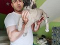 Orijinal Safkan Kangal Yavruları Çip Kimlik Takıldı 