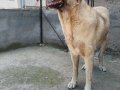 Orijinal Safkan Kangal Yavruları Çip Kimlik Takıldı 