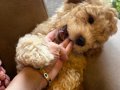 Poodle Kızımız Yeni Yuvasını Bekliyor