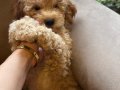 Poodle Kızımız Yeni Yuvasını Bekliyor