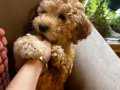 Poodle Kızımız Yeni Yuvasını Bekliyor