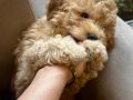 Poodle Kızımız Yeni Yuvasını Bekliyor