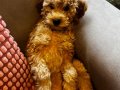 Poodle Kızımız Yeni Yuvasını Bekliyor