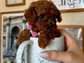 Teacup Yavrularımız