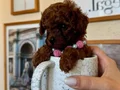 Teacup Yavrularımız