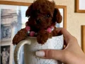 Teacup Yavrularımız