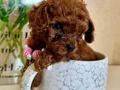 Teacup Yavrularımız