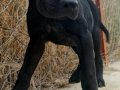 SAF KAN DEV CANE CORSO YAVRUSU 