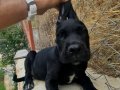 SAF KAN DEV CANE CORSO YAVRUSU 