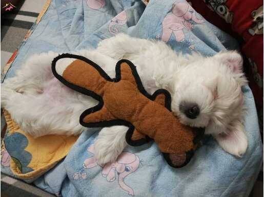 Maltese terrier yavrularım