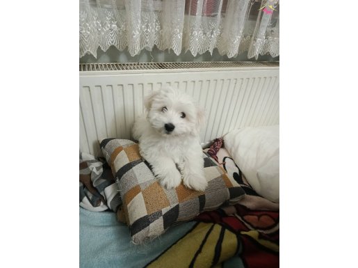 Maltese terrier yavrum anne maltipo