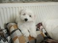 Maltese terrier yavrum anne maltipo