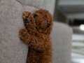 Teacup toy poodle 