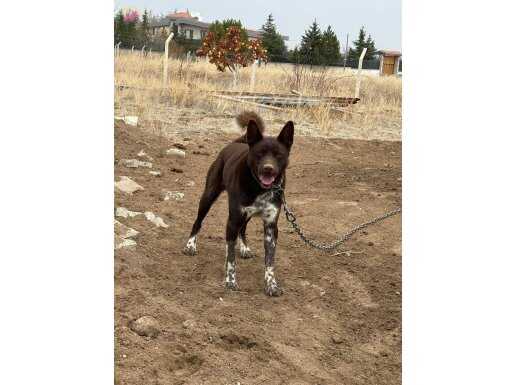 Zerdava köpek bir yaşında 