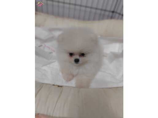 Sevimli peluş ayıcık 