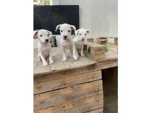 KOCA KAFA SUT BEYAZ LEKESİZ DOGO ARGENTİNO 