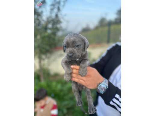 AA KALİTE BLU CANE CORSA UYGUN FİYAT 