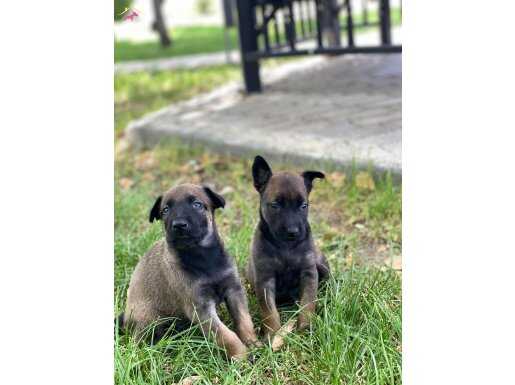 AA KALİTE SİYAH MASKELİ MALINOS YAVRULAR 