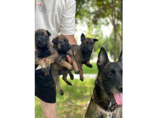 AA KALİTE MASKELİ DİK KULAK MALİNOS YAVRULARIM