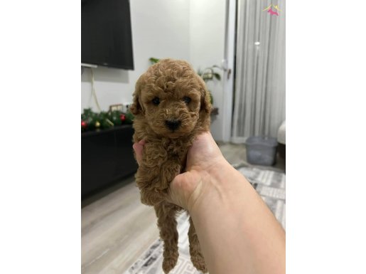 Ev ortamı dogumlu toypoodle