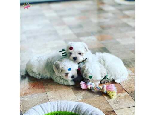 Korean maltipoo bebeklerim  uygun 