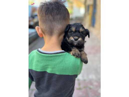 Minik schnauzer yavru uygun 