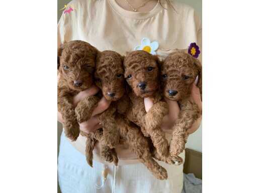 Ev ortamı dogumlu poodle 