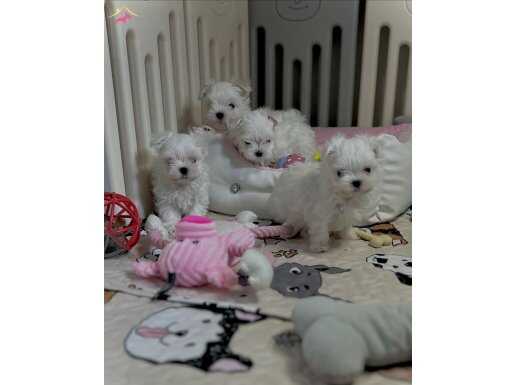1kg250gr olacak maltipoo bebekler 
