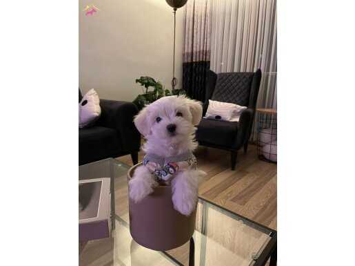 Korean havanese