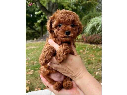 Ev ortamı dogumlu toypoodle korean