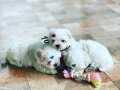 Korean maltipoo bebeklerim  uygun 