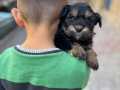Minik schnauzer yavru uygun 