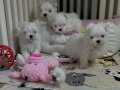1kg250gr olacak maltipoo bebekler 