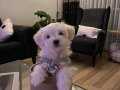 Korean havanese