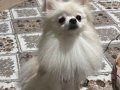 Lily spitz 1 yaş