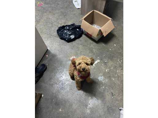 poodle