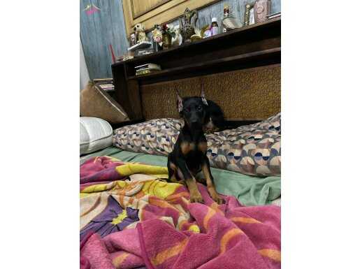 KIZIL-SİYAH HAZIR ESTETİKLİ ERKEK DOBERMAN DİKİŞLERİ ALINDI!
