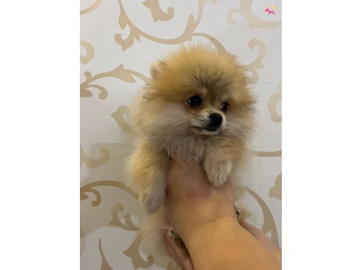 2 AYLIK DİŞİ POMERIAN YUVASINI ARIYOR 