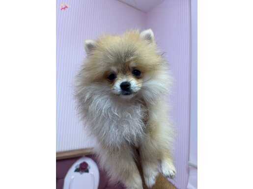 MUHTEŞEM FIRSAT 2.5 AYLIK YAVRU POMERIAN 