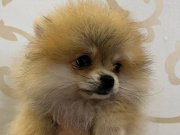 2 AYLIK DİŞİ POMERIAN YUVASINI ARIYOR 