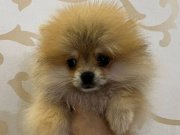 2 AYLIK DİŞİ POMERIAN - AÇIKLAMAYI OKUYUNUZ