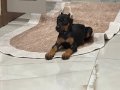 ESTETİKLİ MUHTEŞEM YAVRU ERKEK DOBERMAN
