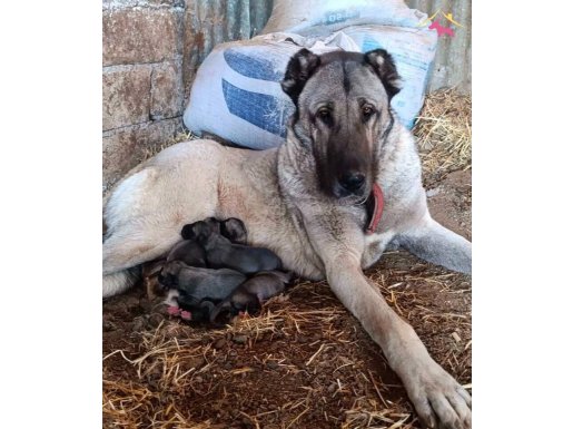 Sivas kangal yavrularımız sahiplendirilecektir 